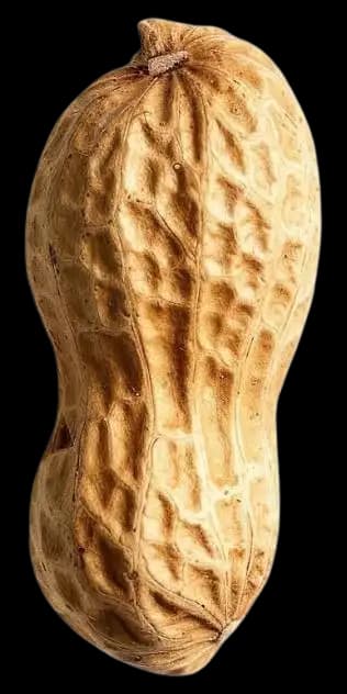 Peanut